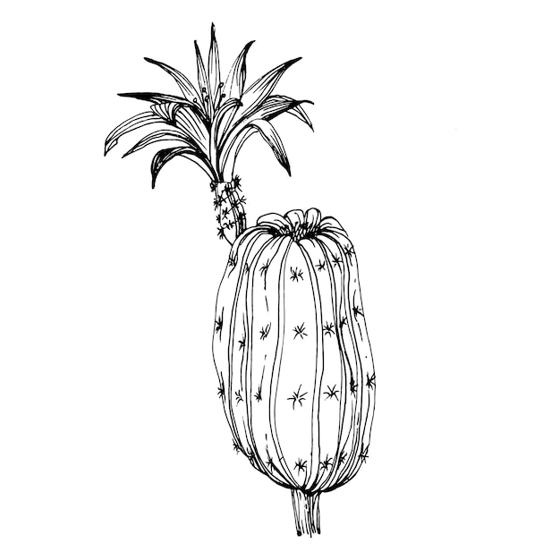 Dibujo de cactus grabado vintage en blanco y negro