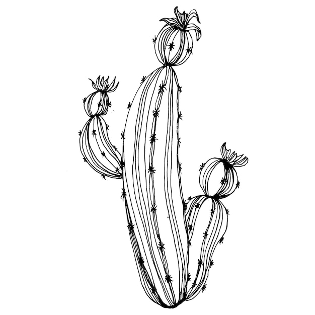 Dibujo de cactus grabado vintage en blanco y negro