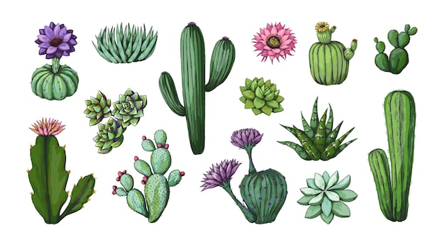 Dibujo de cactus vintage desierto floral clipart grabado obras de arte naturaleza planta exótica con espinas y flores flora puntiaguda vegetación planta de interior maqueta elementos botánicos florecientes conjunto suculento vectorial