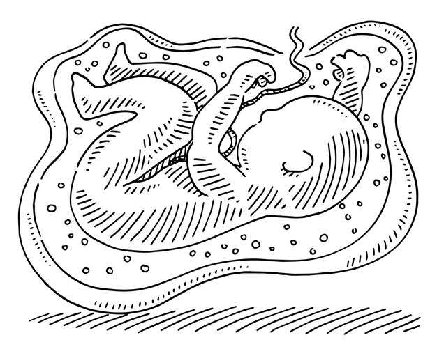 un dibujo de un calamar con la palabra pulpo en él