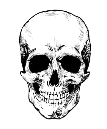 Dibujo de calavera realista ilustración de vector de diseño dibujado a mano aislado sobre fondo blanco | Vector Premium Dibujo de calavera realista ilustración de vector de diseño dibujado a mano aislado sobre fondo blanco | Vector Premium