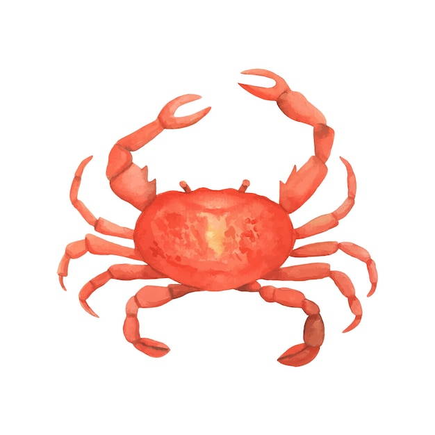 Dibujo de cangrejo acuarela Langosta roja fresca Ilustración pintada a mano aislada sobre fondo blanco