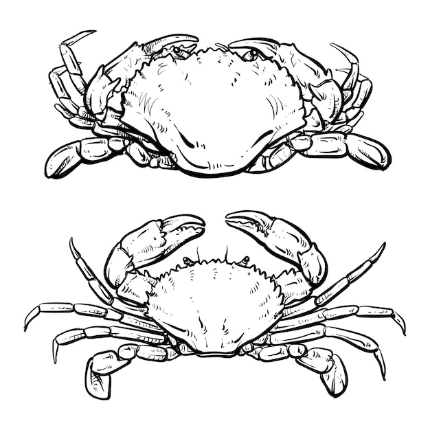 Dibujo de cangrejo sobre fondo blanco