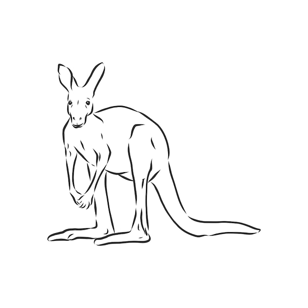 Dibujo de un canguro. Ilustración vectorial. Ilustración de dibujo de vector de canguro