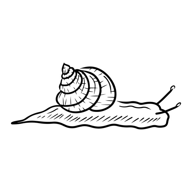 Dibujo de caracol de uva romana Ilustración de boceto vectorial dibujada a mano en línea de garabato grabado simple