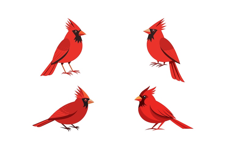 Vector un dibujo de un cardenal rojo con una pluma roja a la izquierda