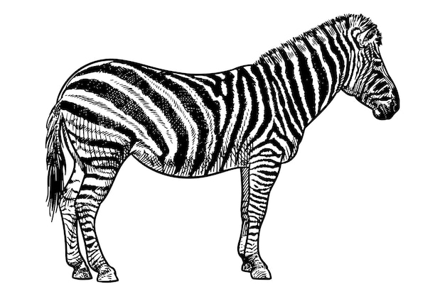 un dibujo de una cebra que es en blanco y negro