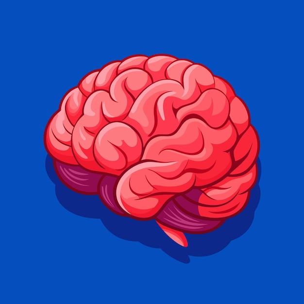 un dibujo de un cerebro con la palabra cerebro en él