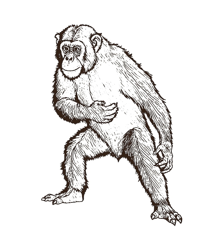 Vector dibujo de un chimpancé