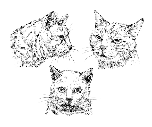 Dibujo de colección de gatos dibujar a mano