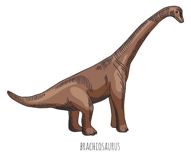 Dibujo a color de dinosaurio Brachiosaur Animal reptil jurásico aislado sobre fondo blanco