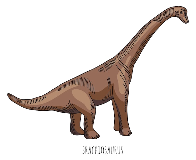 Vector dibujo a color de dinosaurio brachiosaur animal reptil jurásico aislado sobre fondo blanco