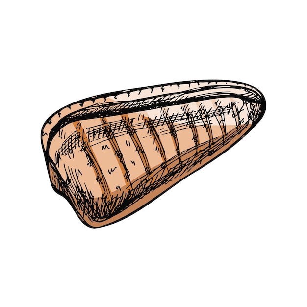 Dibujo coloreado dibujado a mano de concha de almeja caracol de caracol Ilustración de vector de estilo de boceto de concha de mar de vieira aislado sobre fondo blanco