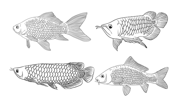 Dibujo para colorear de boceto de peces arowana y tilapia