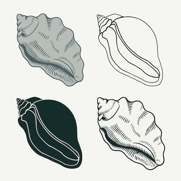 un dibujo de una concha de mar y una concha