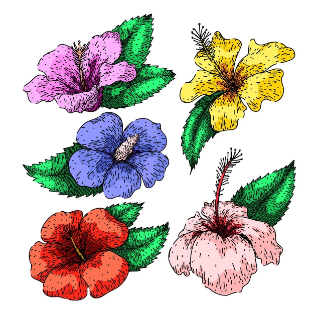 dibujo de conjunto de hibisco vector dibujado a mano