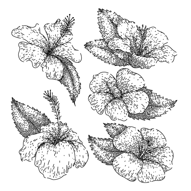dibujo de conjunto de hibisco vector dibujado a mano