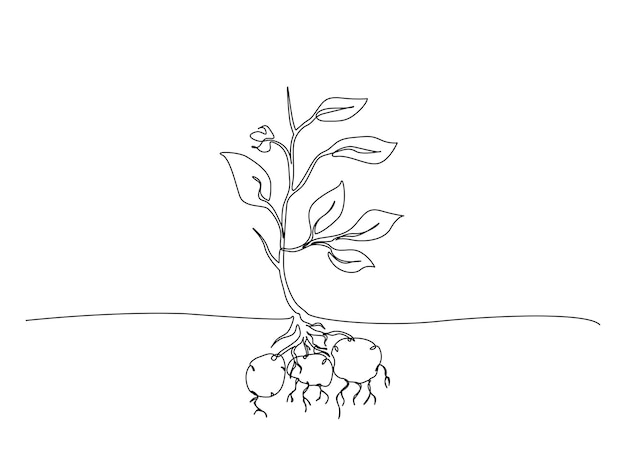 Dibujo continuo de una línea de la planta de patata en el suelo