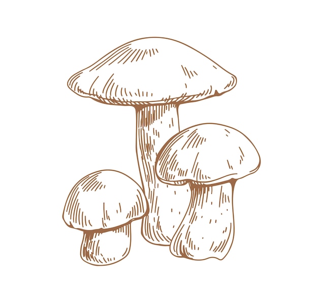 Dibujo contorneado de hongos bolete de abedul. Composición de hongos de tallos de Scaber. Grabado de hongos comestibles. Aguafuerte comida del bosque. Ilustración vectorial dibujada a mano contorneada aislada sobre fondo blanco.