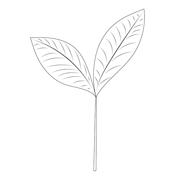 Dibujo de contorno de hoja de árbol de Doodle
