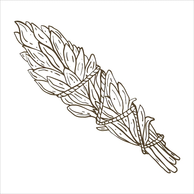 Dibujo de contorno de mancha de salvia blanca Ilustración vectorial en blanco y negro