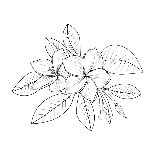 El dibujo de contorno negro es perfecto para colorear libros de páginas para niños o adultos flores frangipani.