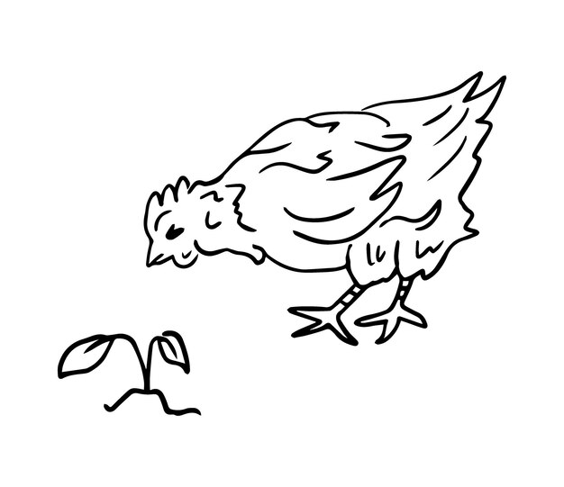 Dibujo de contorno realista de un pollo feliz y una ilustración de garabateo de flores para productos agrícolas