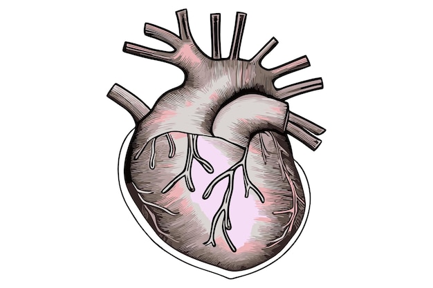 Vector un dibujo de un corazón humano.