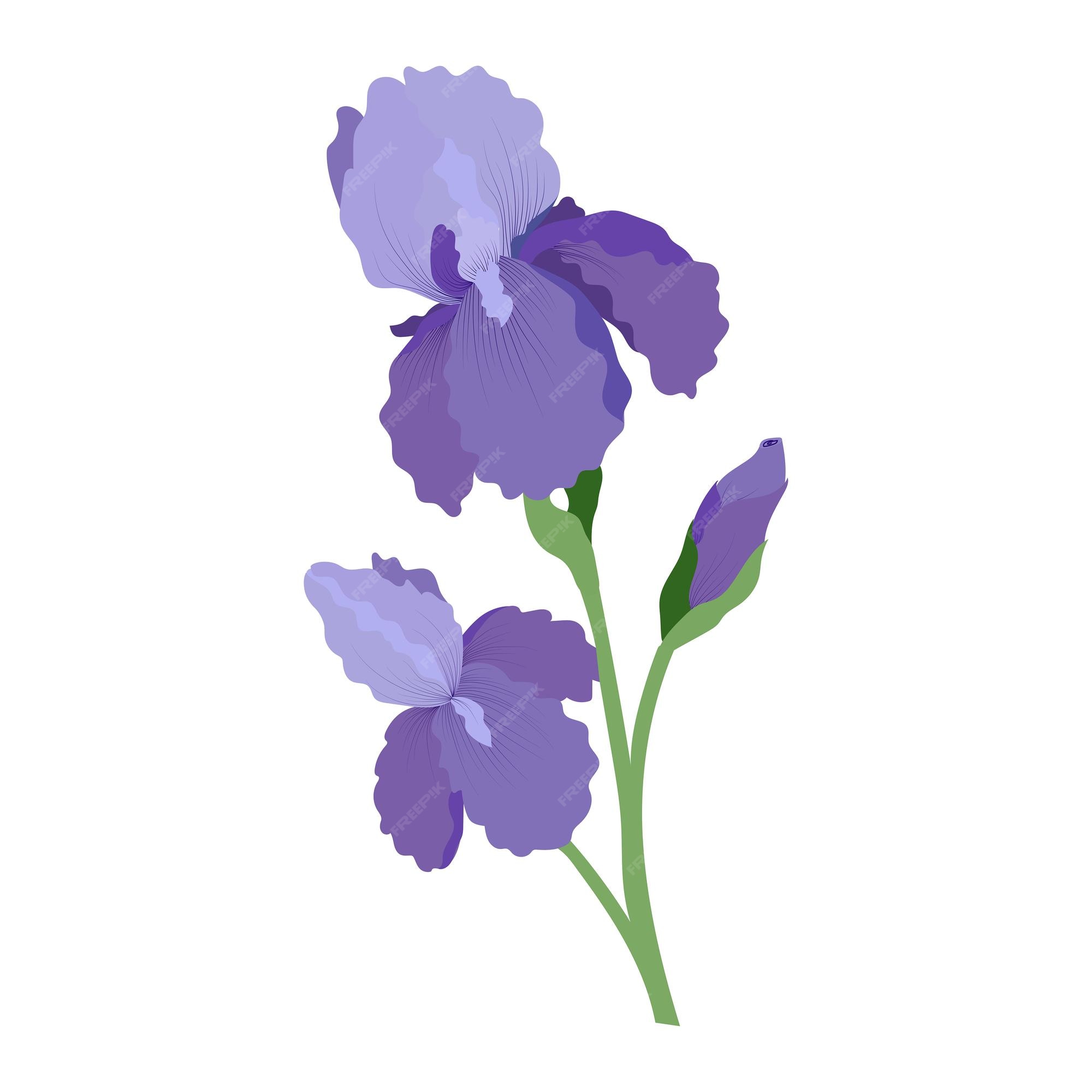 Dibujo detallado de flores de iris de primavera | Vector Premium Dibujo detallado de flores de iris de primavera | Vector Premium
