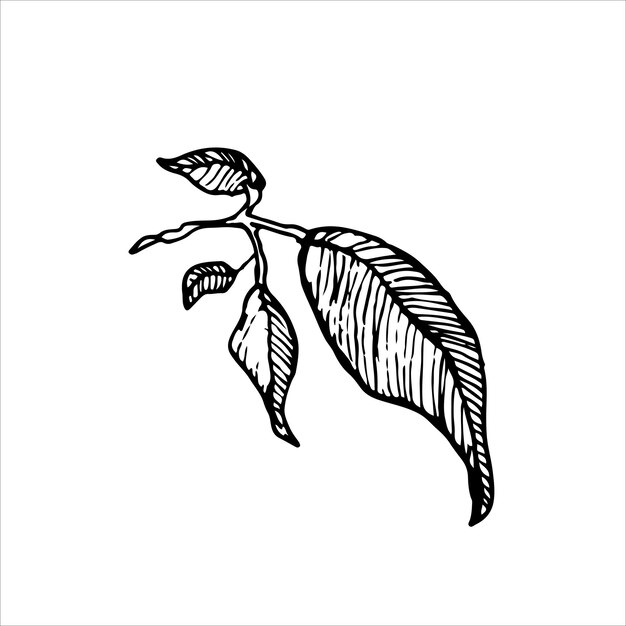 Un dibujo detallado de una rama de hoja en blanco y negro perfecto para diseños botánicos ecológicos y de naturaleza