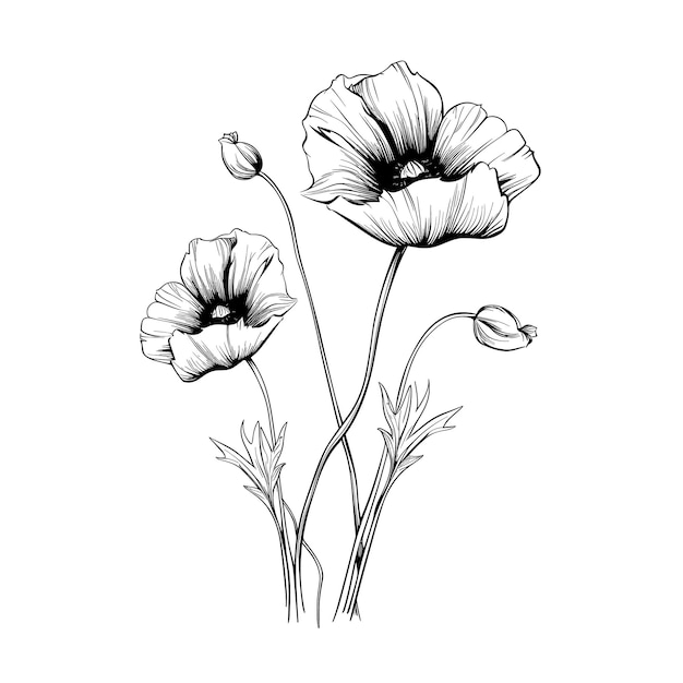 Vector dibujo dibujado a mano flor de amapola ilustración