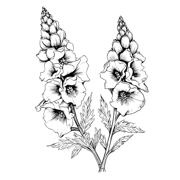 Dibujo Dibujado A Mano Flor Dedalera Ilustración