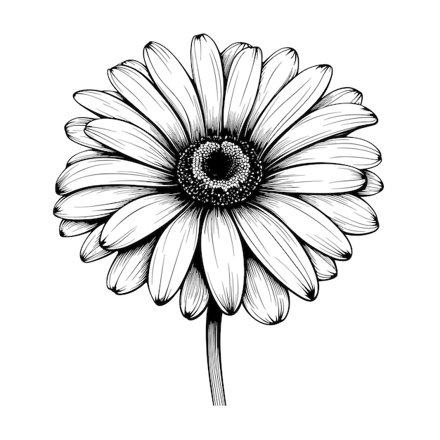 Dibujo Dibujado A Mano Flor Margarita Ilustración