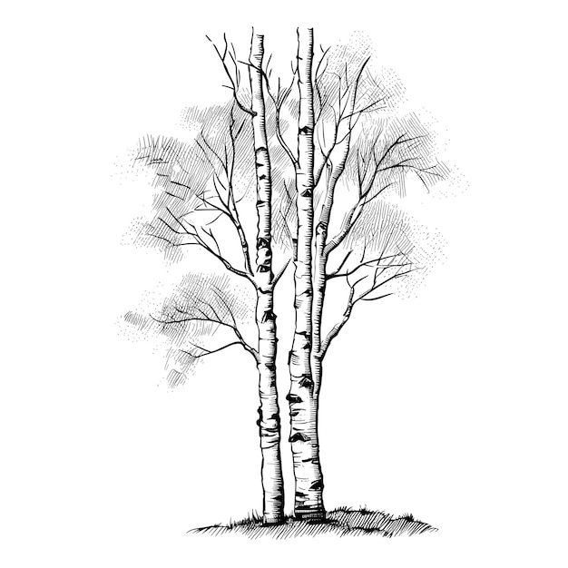 Dibujo Dibujado A Mano Ilustración Árbol Abedul