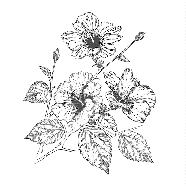 Dibujo y dibujo a mano de flor de hibisco. ilustración de vector de arte de línea.