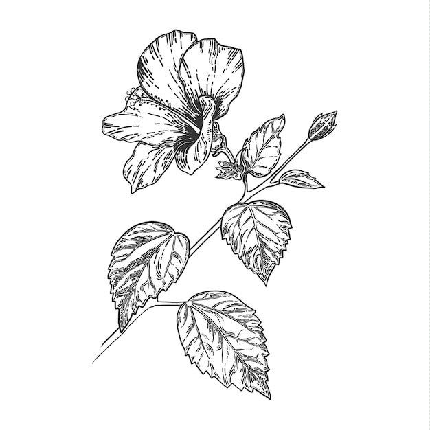 Dibujo y dibujo a mano de flor de hibisco.