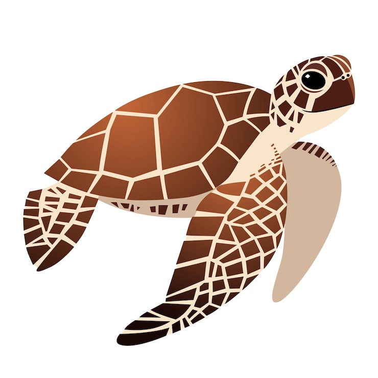 Vector dibujo de dibujos animados lindo de tortugas marinas, ilustración sobre un fondo blanco.