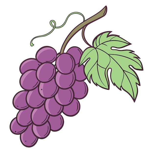 un dibujo de dibujos animados de un racimo de uvas de color púrpura oscuro de hoja verde ilustración vectorial silueta