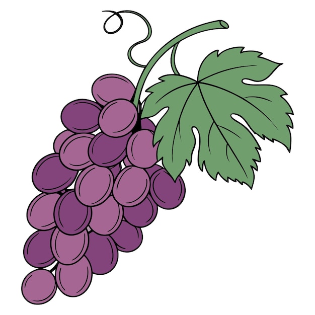 un dibujo de dibujos animados de un racimo de uvas de color púrpura oscuro de hoja verde ilustración vectorial silueta