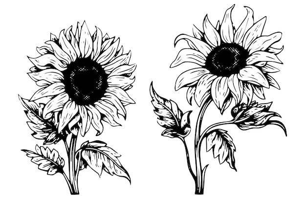 Dibujo de estilo de grabado vectorial ilustración vectorial de dibujo de tinta de girasol