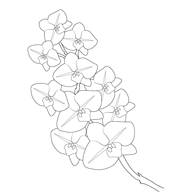 Dibujo fácil de flor de orquídea, páginas para colorear de ilustraciones vectoriales para niños aislados en blanco.