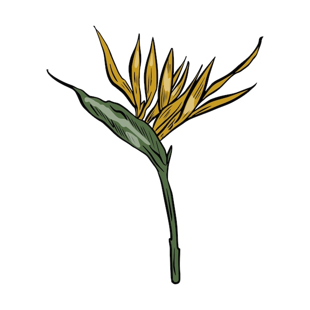 un dibujo de una flor amarilla con la palabra dandel en él