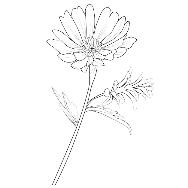 dibujo de flor de aster dibujo de flor de aster tatuaje dibujo de aster tatuaje de flor de septiembre