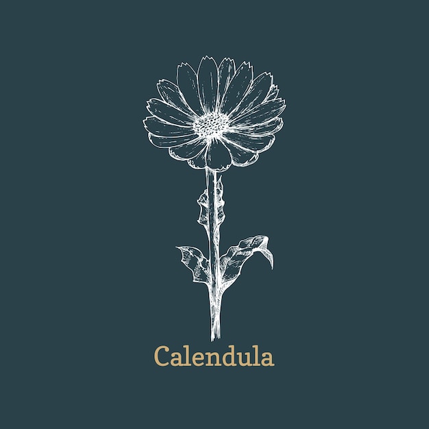 Dibujo de flor de caléndula en vector Caléndula dibujada