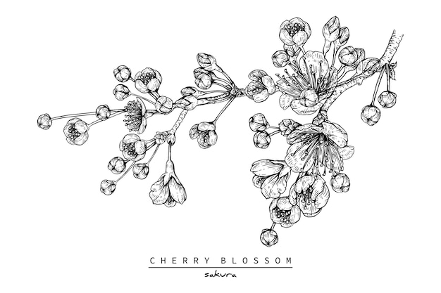 Dibujo de flor de cerezo