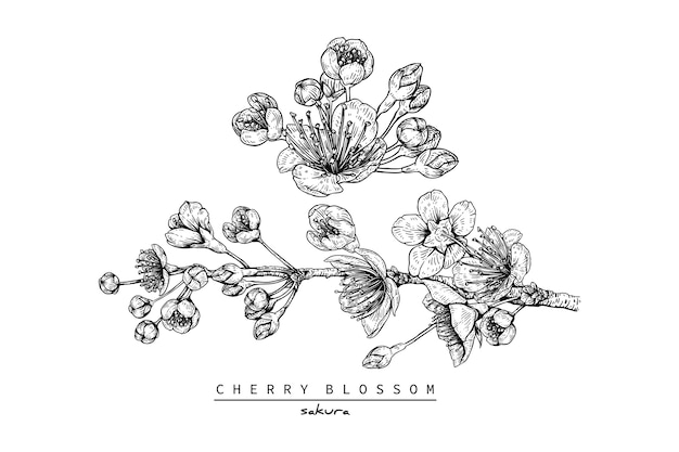 Dibujo de flor de cerezo