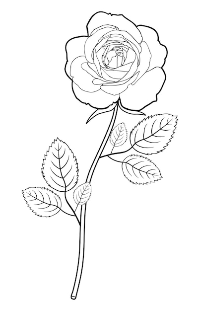 dibujo de flor color de rosa con hojas