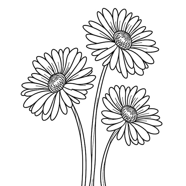 Dibujo de flor de crisantemo Ilustración vectorial Página para colorear
