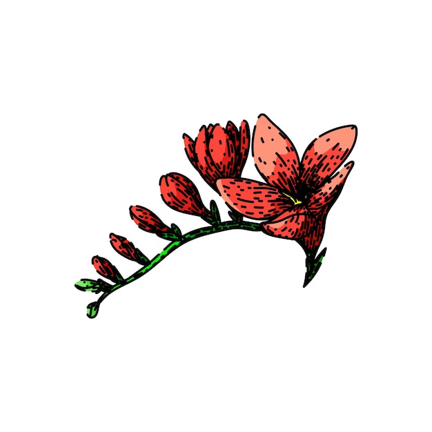 dibujo de flor de freesia vector dibujado a mano