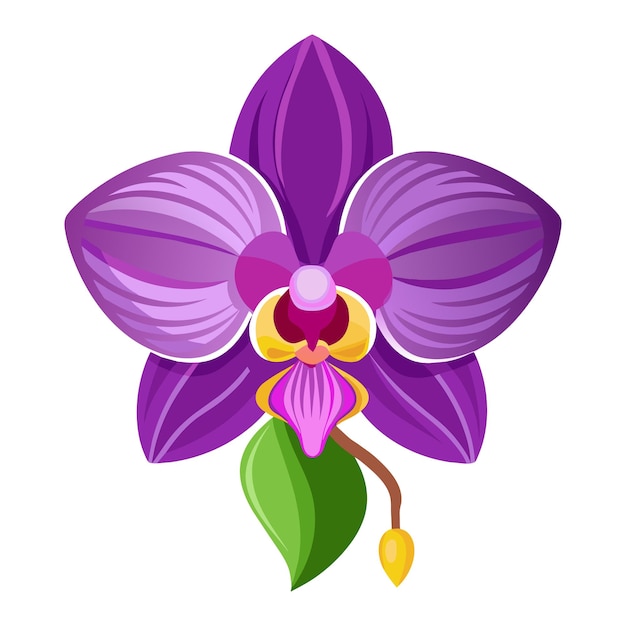 Vector un dibujo de una flor de orquídea de color púrpura con un vector central amarillo